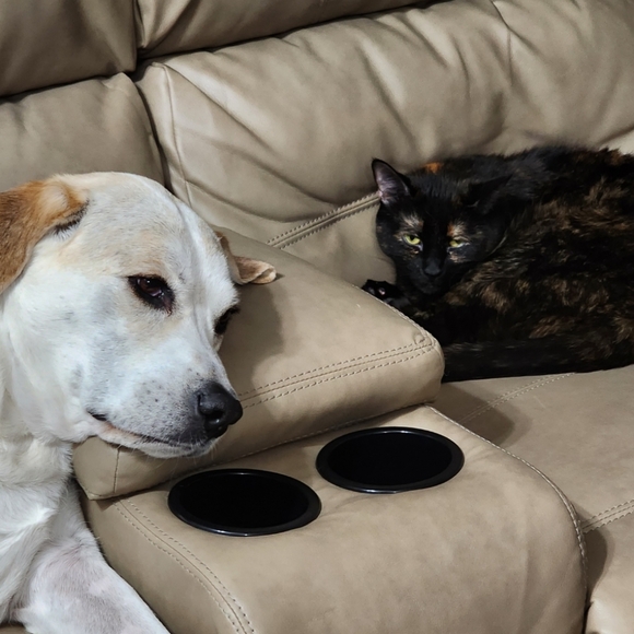 Smoke Free Pet Friendly - Picture 6 of 9